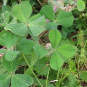 Trifolium incarnatum at Hume, ACT - 10 Oct 2021 03:12 PM