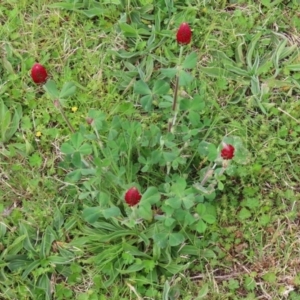 Trifolium incarnatum at Hume, ACT - 10 Oct 2021 03:12 PM