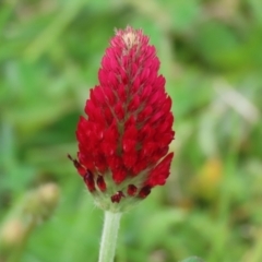 Trifolium incarnatum at Hume, ACT - 10 Oct 2021 03:12 PM