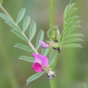 Vicia sativa at Hume, ACT - 10 Oct 2021 02:27 PM