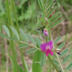 Vicia sativa at Hume, ACT - 10 Oct 2021 02:27 PM