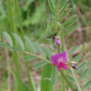 Vicia sativa at Hume, ACT - 10 Oct 2021 02:27 PM