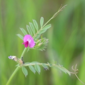 Vicia sativa at Hume, ACT - 10 Oct 2021 02:27 PM