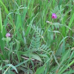 Vicia sativa at Hume, ACT - 10 Oct 2021 02:27 PM