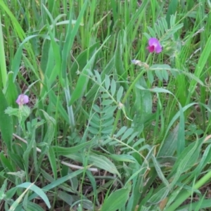 Vicia sativa at Hume, ACT - 10 Oct 2021 02:27 PM