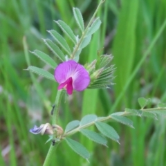 Vicia sativa at Hume, ACT - 10 Oct 2021 02:27 PM