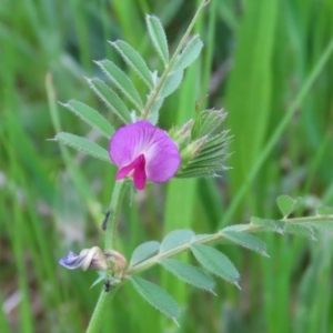 Vicia sativa at Hume, ACT - 10 Oct 2021