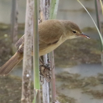 Acrocephalus australis (Australian Reed-Warbler) at Hume, ACT - 10 Oct 2021 by RodDeb