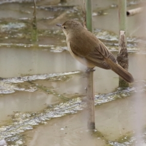 Acrocephalus australis at Hume, ACT - 10 Oct 2021