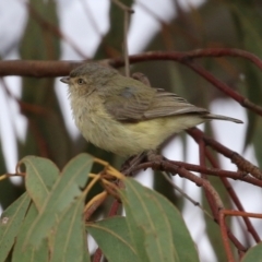 Smicrornis brevirostris at Hume, ACT - 10 Oct 2021