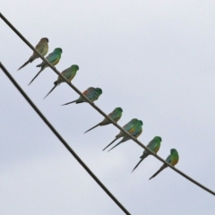 Psephotus haematonotus (Red-rumped Parrot) at Hume, ACT - 10 Oct 2021 by RodDeb