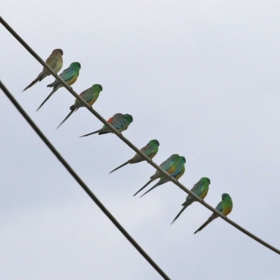 Psephotus haematonotus (Red-rumped Parrot) at Hume, ACT - 10 Oct 2021 by RodDeb