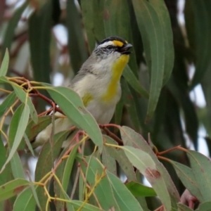 Pardalotus striatus at Hume, ACT - 10 Oct 2021 02:57 PM