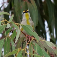 Pardalotus striatus at Hume, ACT - 10 Oct 2021