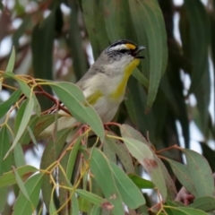 Pardalotus striatus at Hume, ACT - 10 Oct 2021