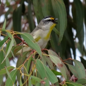 Pardalotus striatus at Hume, ACT - 10 Oct 2021 02:57 PM