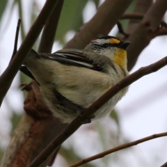 Pardalotus striatus at Hume, ACT - 10 Oct 2021