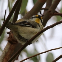 Pardalotus striatus at Hume, ACT - 10 Oct 2021 02:57 PM