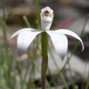 Caladenia ustulata at Sutton, NSW - 11 Oct 2021