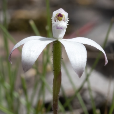 Caladenia ustulata (Brown Caps) at Sutton, NSW - 11 Oct 2021 by CedricBear