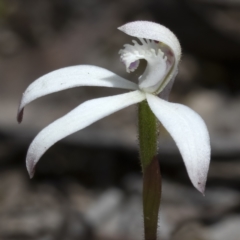 Caladenia ustulata at Sutton, NSW - 11 Oct 2021