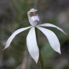 Caladenia ustulata at Sutton, NSW - 11 Oct 2021