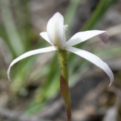 Caladenia ustulata at Sutton, NSW - 11 Oct 2021