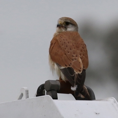 Falco cenchroides (Nankeen Kestrel) at Hume, ACT - 10 Oct 2021 by RodDeb