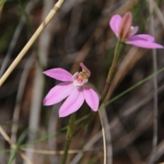Caladenia carnea (Pink Fingers) at Hackett, ACT - 11 Oct 2021 by petersan