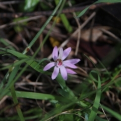 Caladenia carnea (Pink fingers) at Watson, ACT - 11 Oct 2021 by petersan