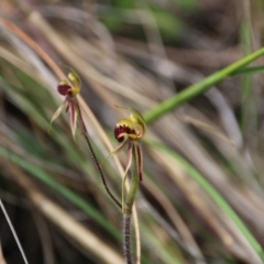 Caladenia actensis (Canberra Spider Orchid) at Mount Majura - 11 Oct 2021 by petersan