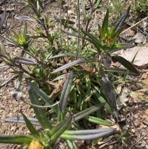 Coronidium oxylepis subsp. lanatum at Canberra Central, ACT - 11 Oct 2021