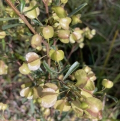 Dodonaea viscosa (Hop Bush) at Molonglo Valley, ACT - 10 Oct 2021 by Jenny54