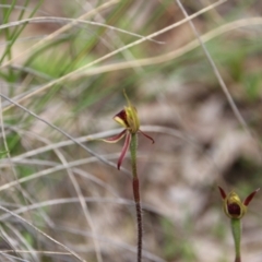 Caladenia actensis (Canberra Spider Orchid) at Mount Majura - 11 Oct 2021 by petersan