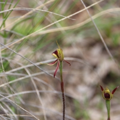 Caladenia actensis (Canberra Spider Orchid) at Mount Majura - 11 Oct 2021 by petersan
