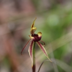 Caladenia actensis at suppressed - 11 Oct 2021