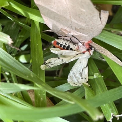 Ardices canescens (Dark-spotted Tiger Moth) at Hackett, ACT - 11 Oct 2021 by Louisab