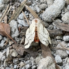 Ardices canescens at Hackett, ACT - 11 Oct 2021 04:05 PM