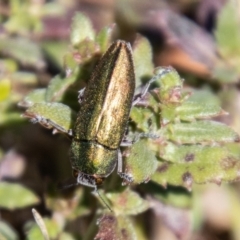 Melobasis propinqua (Propinqua jewel beetle) at Namadgi National Park - 9 Oct 2021 by SWishart
