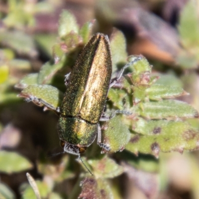 Melobasis propinqua (Propinqua jewel beetle) at Namadgi National Park - 9 Oct 2021 by SWishart