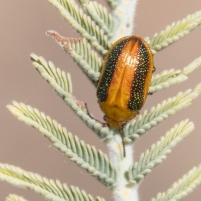 Calomela parilis (Leaf beetle) at Booth, ACT - 9 Oct 2021 by SWishart