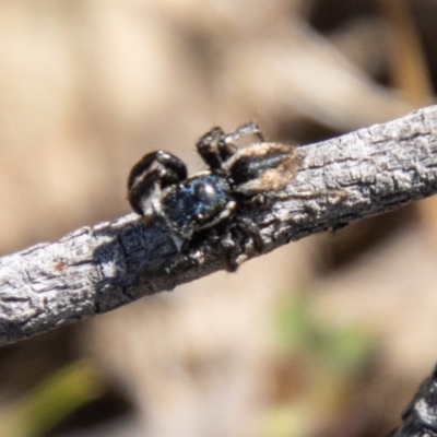 Jotus auripes (Jumping spider) at Namadgi National Park - 9 Oct 2021 by SWishart