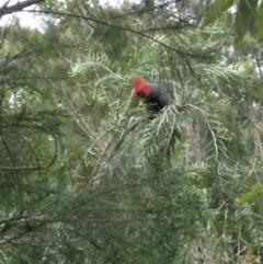 Callocephalon fimbriatum (Gang-gang Cockatoo) at Wingecarribee Local Government Area - 11 Oct 2021 by BarbaraW