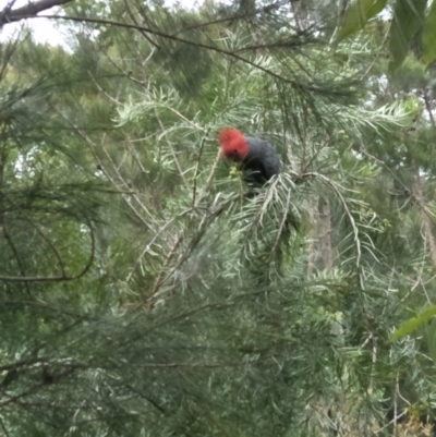 Callocephalon fimbriatum (Gang-gang Cockatoo) at Mittagong - 11 Oct 2021 by BarbaraW