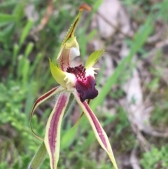 Caladenia atrovespa (Green-comb Spider Orchid) at O'Connor, ACT - 11 Oct 2021 by NedJohnston