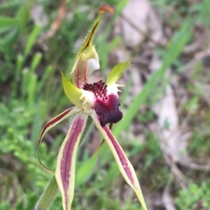 Caladenia atrovespa at O'Connor, ACT - suppressed