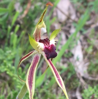 Caladenia atrovespa (Green-comb Spider Orchid) at O'Connor, ACT - 11 Oct 2021 by NedJohnston