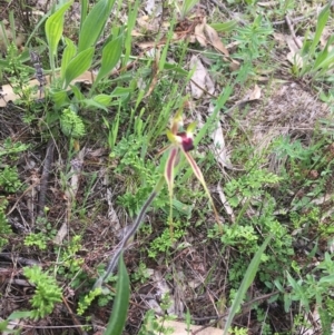 Caladenia atrovespa at O'Connor, ACT - suppressed