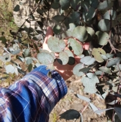 Eucalyptus rubida subsp. rubida (Candlebark) at Lower Cotter Catchment - 11 Oct 2021 by danswell