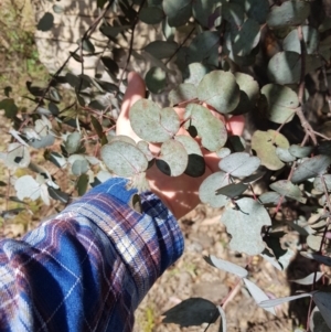 Eucalyptus rubida subsp. rubida at Lower Cotter Catchment - 11 Oct 2021